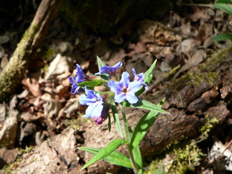 Unser Orchideenpark Bild Nr.118